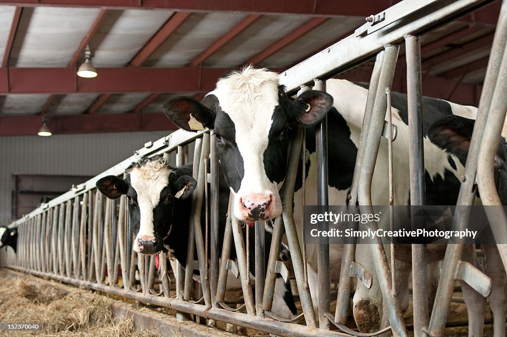 Holstein Cattle in Barn