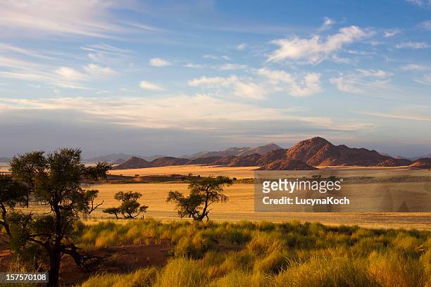 a empty country view of a field and trees - steppe stockfoto's en -beelden