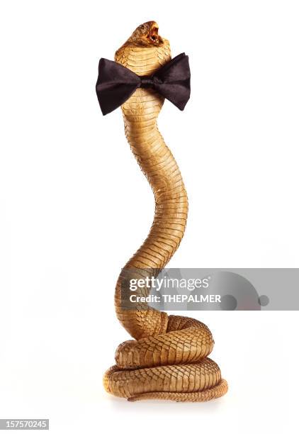 taxidermy king cobra with a black bow tie - preserved stock pictures, royalty-free photos & images