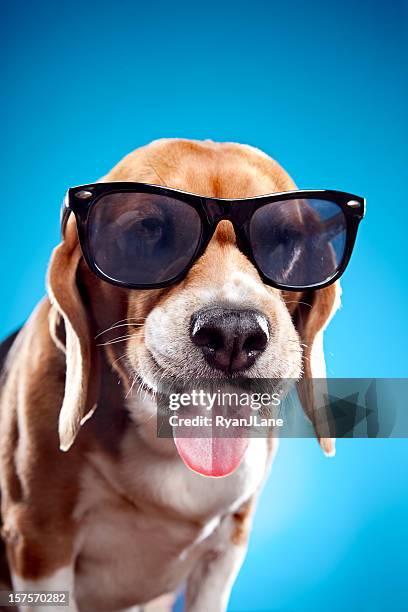 funny beagle with sunglasses - dog sunglasses stock pictures, royalty-free photos & images