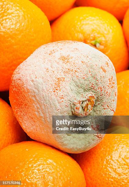 rotten fruit - fruit decay stockfoto's en -beelden