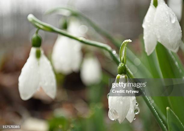 snowdrops - snowdrops stock-fotos und bilder