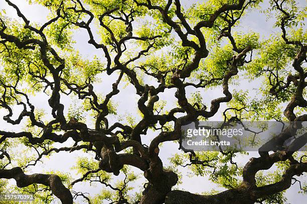 twisted geäst und frische blätter gegen den himmel im frühling - acacia tree stock-fotos und bilder