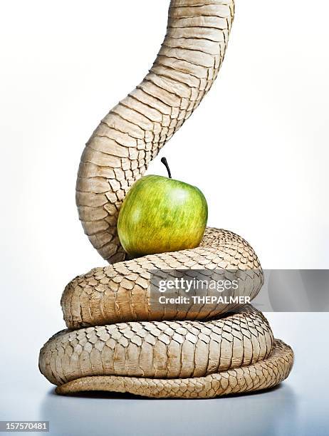 snake and apple, the original sin - veleiding stockfoto's en -beelden