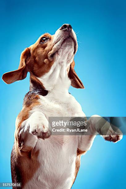 jumping beagle on blue background - djurtrick bildbanksfoton och bilder