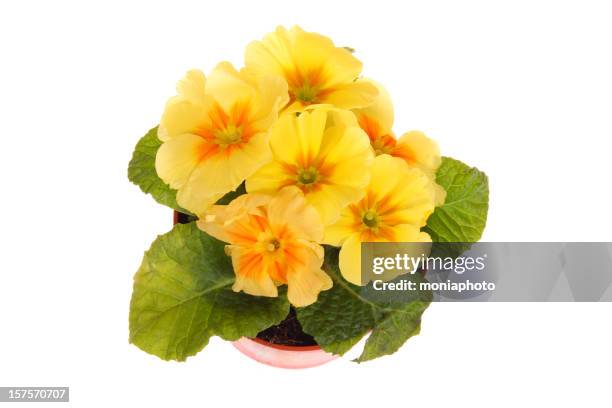 primrose - primula stock pictures, royalty-free photos & images