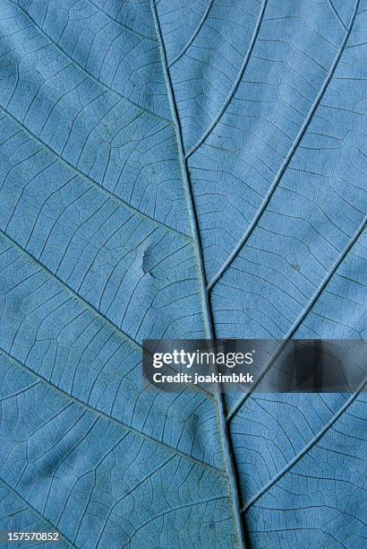 blue backlit leaf vein in macro - bladnerf stockfoto's en -beelden