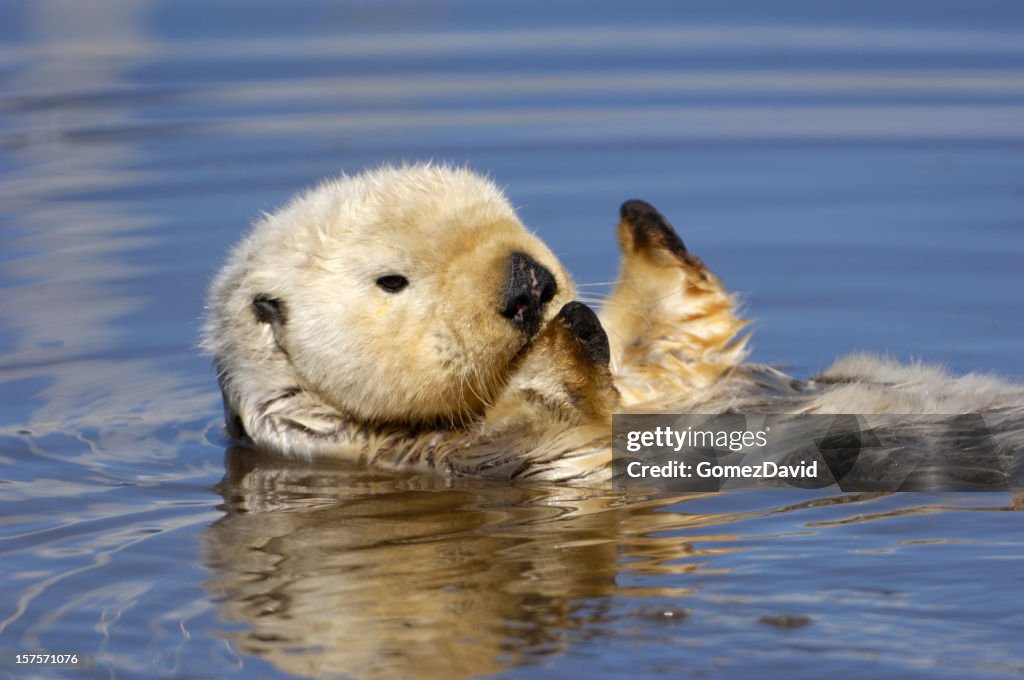 Wild Sea Otter Resting in Calm Ocean Water