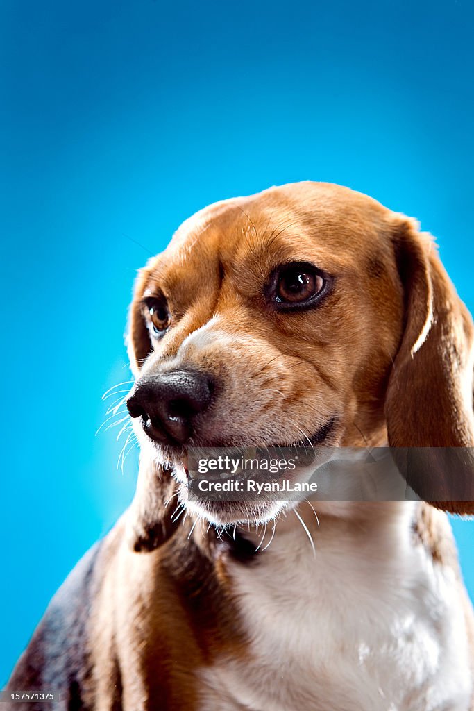 Ringhiare arrabbiato Beagle