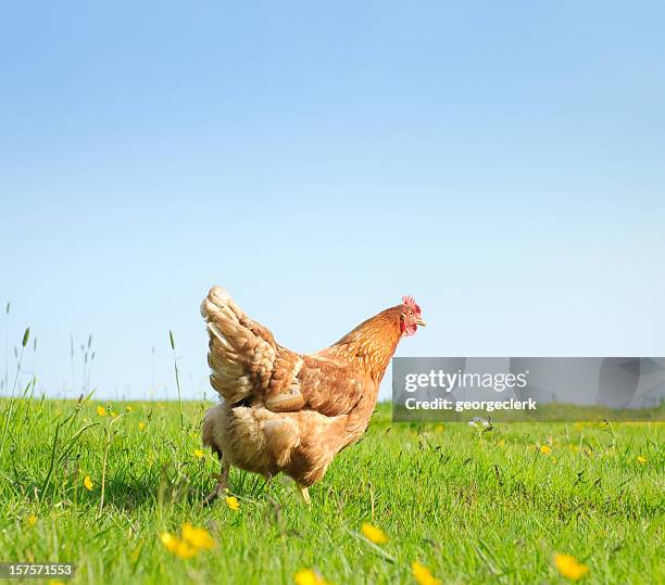 free range hen in spring - chickens in field stock pictures, royalty-free photos & images