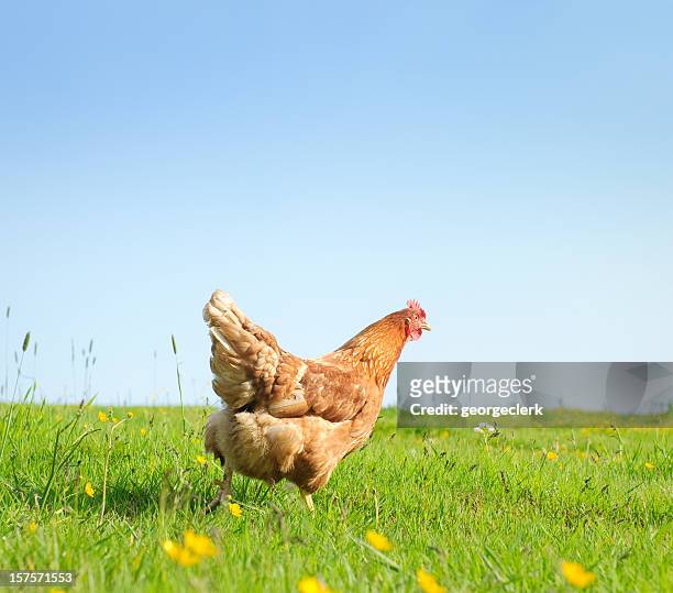 free range hen in spring - chickens in field bildbanksfoton och bilder