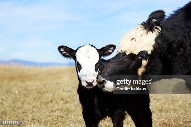 calf and its mother - baby cow stock pictures, royalty-free photos & images