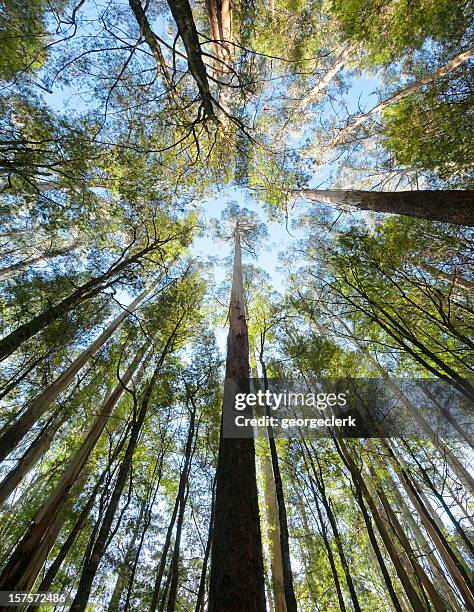 große forest hoch - baum von unten stock-fotos und bilder