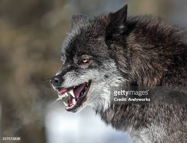 knurren schwarz wolf - snarling stock-fotos und bilder