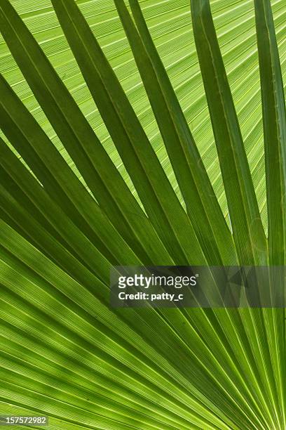palm branches - palm sunday stock pictures, royalty-free photos & images
