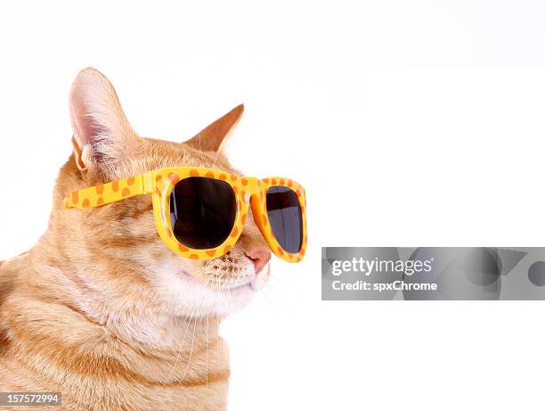 cat with sunglasses - cat attitude stock pictures, royalty-free photos & images