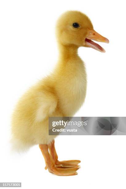 hablando de pato - patito fotografías e imágenes de stock