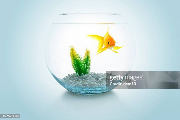 goldfisch in der schüssel - goldfish stock-fotos und bilder