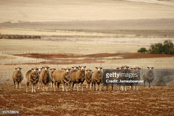 sheep - australian pasture stock pictures, royalty-free photos & images