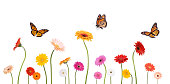 Colroful Spring Gerbera Daisies and Monarch Butterflies Isolated on White