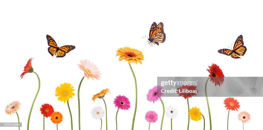 Colroful Spring Gerbera Daisies and Monarch Butterflies Isolated on White