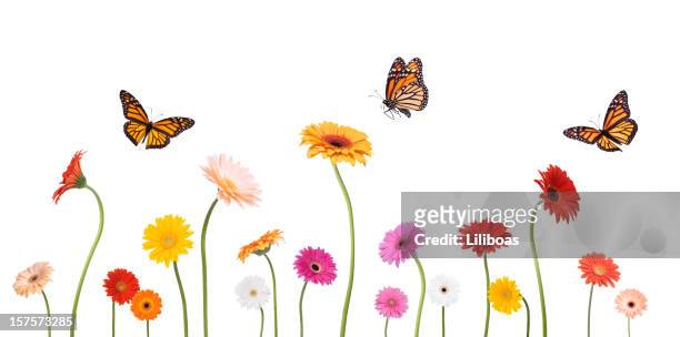 colroful spring gerbera daisies and monarch butterflies isolated on white - plant stem stock pictures, royalty-free photos & images