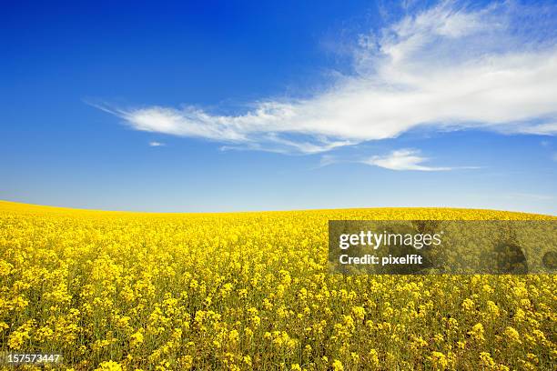 yellow field and sky - canola stock pictures, royalty-free photos & images