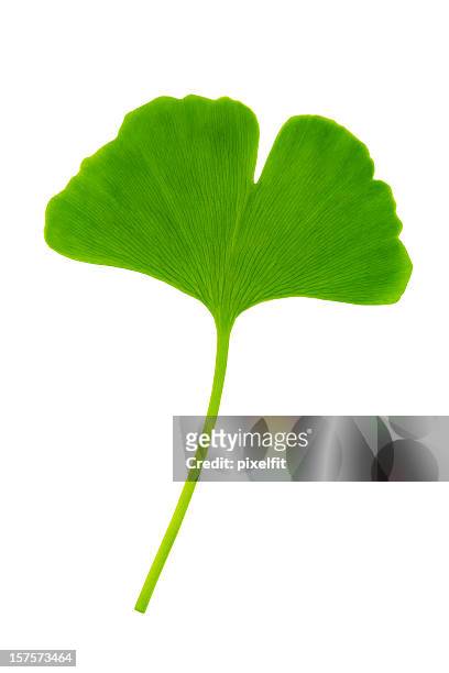 ginkgo leaf with clipping path - ginkgo stockfoto's en -beelden