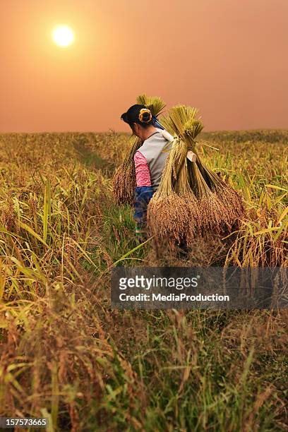 rice harvest - rice production stockfoto's en -beelden