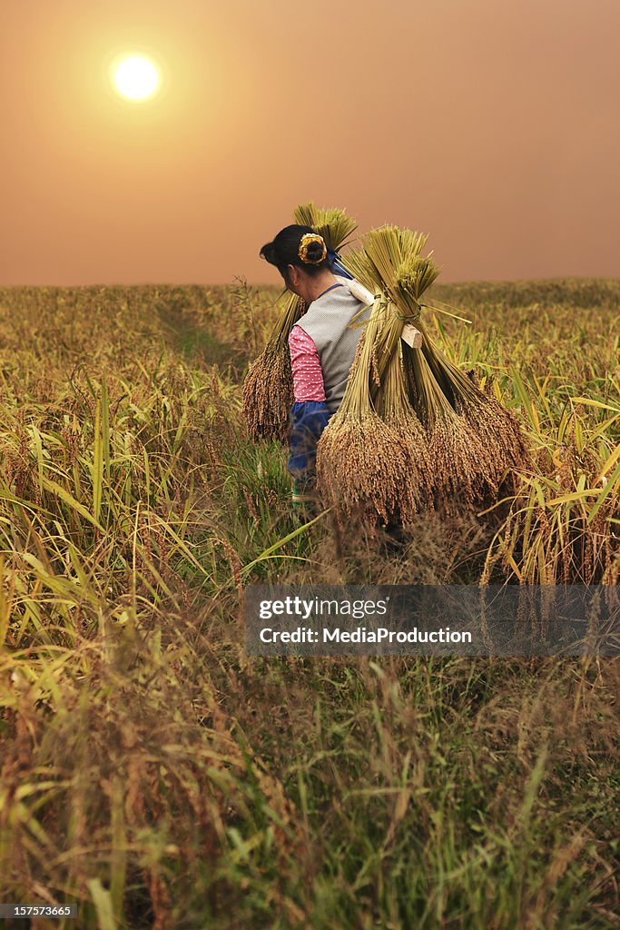 Rice harvest