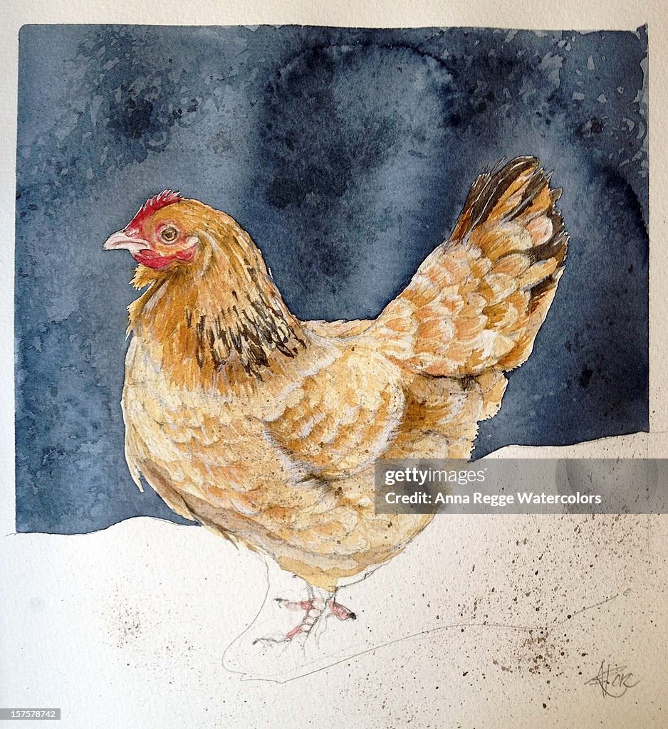 Gallina/Hen