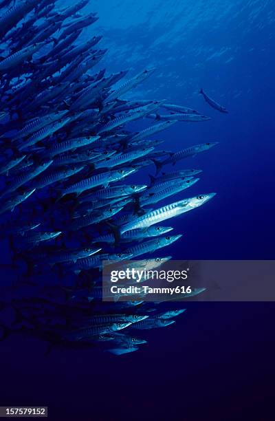 leading the pack - south pacific ocean bildbanksfoton och bilder