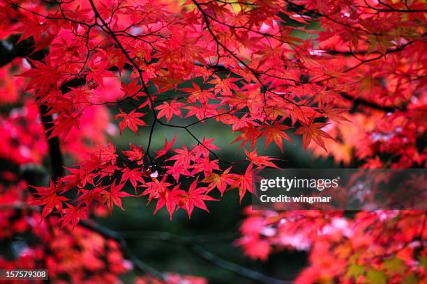 japanese maple leaves in autumn - japanese fall foliage stock pictures, royalty-free photos & images