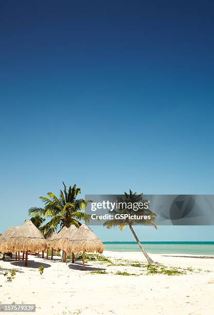 thatched roof umbrellas on tropical beach - cancun 個照片及圖片檔