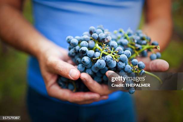 holding ripe grapes - cabernet sauvignon grape stock pictures, royalty-free photos & images