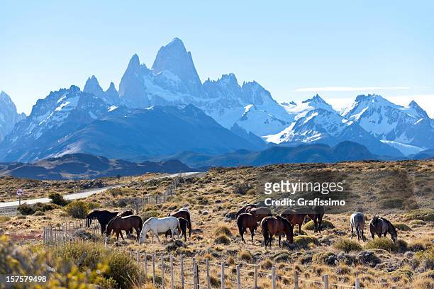 argentinien patagonien mount fitz roy mit pferden - berg cerro fitzroy stock-fotos und bilder