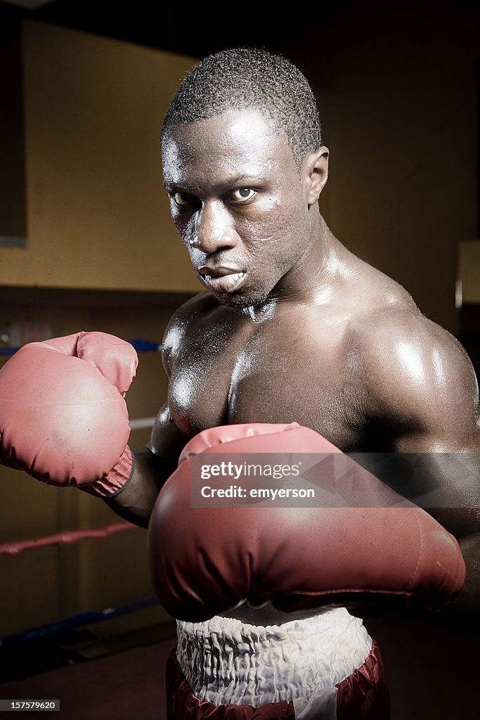 Boxer Portrait High-Res Stock Photo - Getty Images