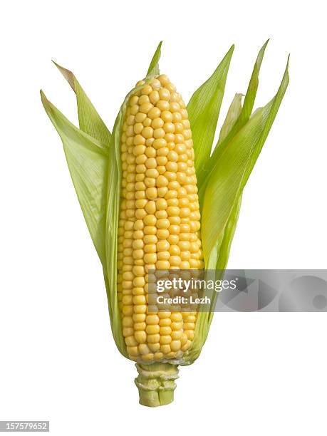 an isolated ear of corn on a white background - cornfield stock pictures, royalty-free photos & images