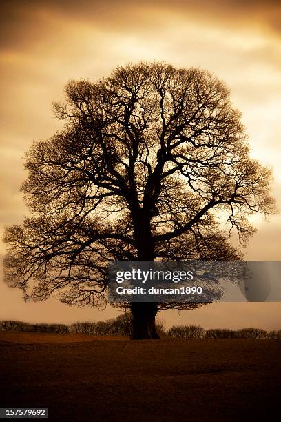 bare winter tree - common oak stock pictures, royalty-free photos & images