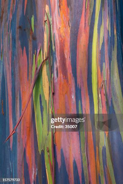 rainbow eucalyptus tree bark - rainbow eucalyptus trees stock pictures, royalty-free photos & images