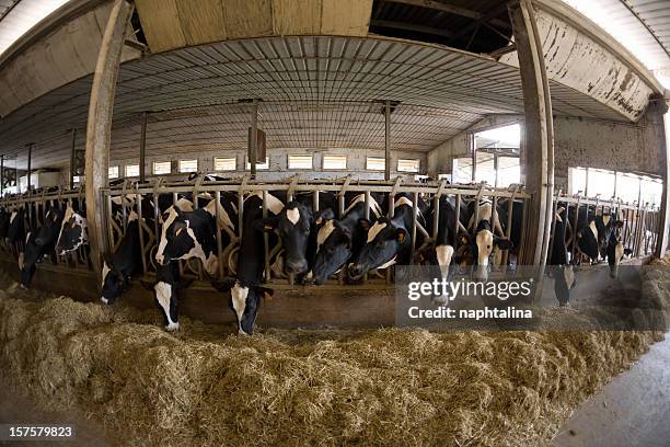 fisheye photo of cow breeding - factory wide angle stock pictures, royalty-free photos & images