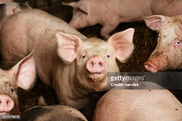 schweine auf der farm - pferch stock-fotos und bilder