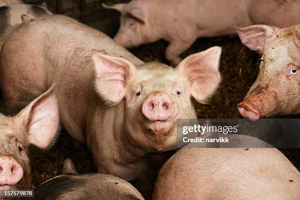 pigs on the farm - piggy stock pictures, royalty-free photos & images