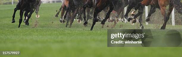 horse running - horse hoof stock pictures, royalty-free photos & images