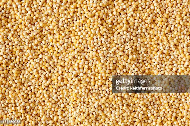 hulled millet - millet stock pictures, royalty-free photos & images