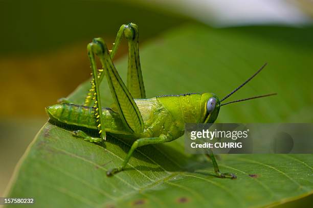 キリギリス - grasshopper ストックフォトと画像