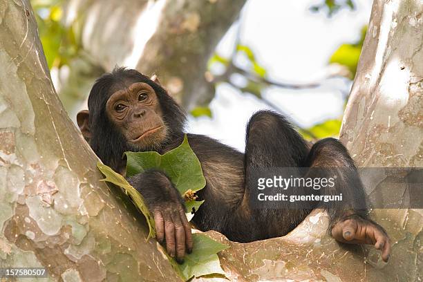 junge schimpansen-gattung sich in einem baum-aufnahme, gombe/tansania - chimpanzee stock-fotos und bilder