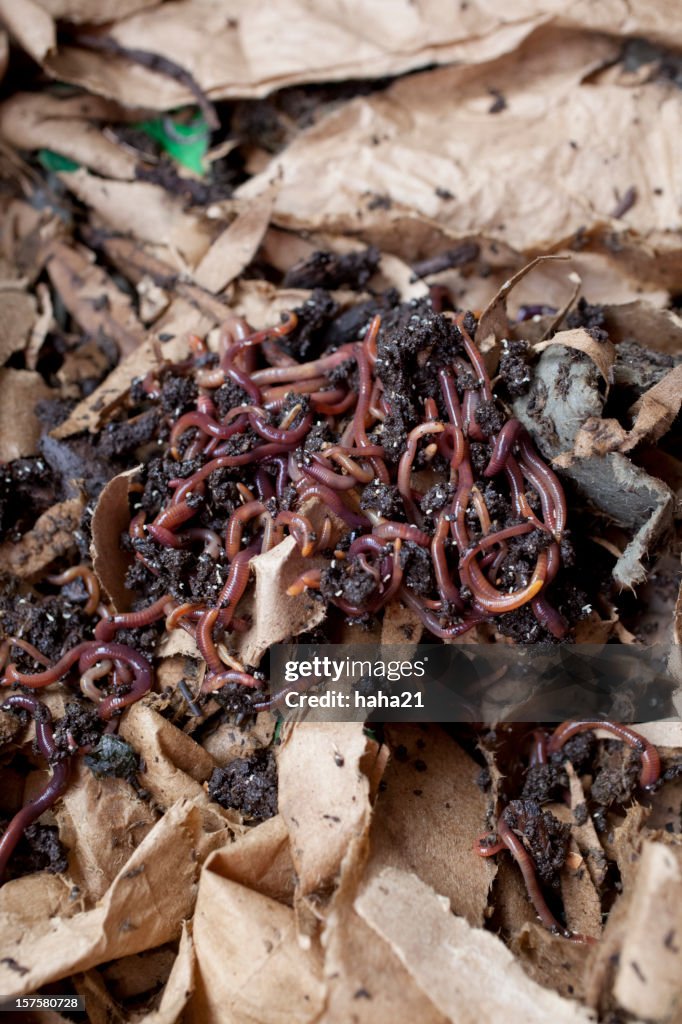 Vermicompost Compost Worm Bin