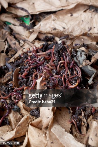 24 Worm Castings Stock Photos, High-Res Pictures, and Images