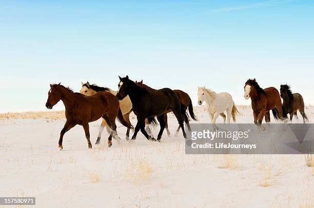 wild horses running across a snowy winter swept  desert - animals following stock pictures, royalty-free photos & images